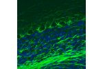 Immunohistochemical staining of rat cerebellum shows strong immunoreactivity in neuronal processes.