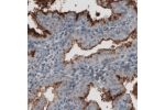Immunohistochemical staining of human endometrium shows strong immunoreactivity in apical membranes of glandular cells.