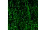 Immunofluorescence staining of rat brain shows strong positivity in myelinated neural fibers in the cerebral cortex.