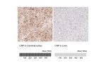 Immunohistochemical staining of human cerebellum shows strong immunoreactivity in myelinated neural processes.