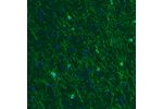 Immunohistochemical staining of rat cerebral cortex shows moderate immunoreactivity in oligodendrocytes.