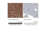 Immunohistochemical staining of human cerebral cortex shows strong immunoreactivity in oligodendrocytes.