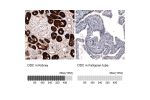 Immunohistochemistry analysis in human kidney and fallopian tube tissues using AMAb91089 antibody. Corresponding DDC RNA-seq data are presented for the same tissues.