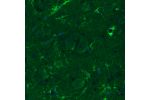 Immunohistochemical staining of rat striatum shows moderate immunoreactivity in a subset of astrocytes.
