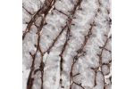 Immunohistochemical staining of human stomach shows strong immunoreactivity in basement membrane of glandular epithelium.