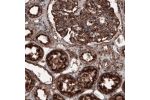 Immunohistochemical staining of human kidney shows strong granular cytoplasmic immunoreactivity in renal glomerulus and tubules cells.