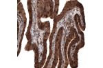 Immunohistochemical staining of human fallopian tube shows strong cytoplasmic positivity in glandular cells.