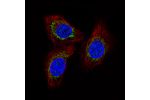 Immunofluorescence staining of A549 cells using the Anti-MCU monoclonal antibody, showing specific staining in the mitochondria in green. Microtubule- and nuclear probes are visualized in red and blue, respectively (where available).