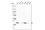 Western blot analysis in human cell line HeLa, human cell line HEK 293, human cell line A-431, human cell line HepG2, mouse cell line NIH-3T3 and rat cell line NBT-II.