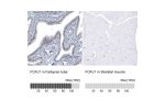 Immunohistochemistry analysis in human fallopian tube and skeletal muscle tissues using AMAb91254 antibody. Corresponding FOXJ1 RNA-seq data are presented for the same tissues.