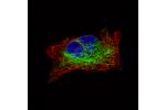 Immunofluorescence staining of RH-30 cells using the Anti-DES monoclonal antibody, showing specific staining in intermediate filaments in green. Microtubule- and nuclear probes are visualized in red and blue, respectively (where available).