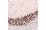Immunohistochemical staining of human cerebellum shows moderate nuclear positivity in neuronal cells in granular, molecular and Purkinje cell layers.
