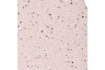 Immunohistochemical staining of human cerebral cortex shows moderate to strong nuclear positivity in a subset of neurons.