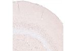 Immunohistochemical staining of rat brain shows nuclear immunoreactivity in cortical layer 6 neurons, as well as in caudatoputamen. 