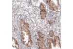Immunohistochemical staining of human endometrium shows moderate granular cytoplasmic immunoreactivity in glandular cells.