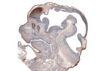 Immunohistochemical staining of mouse embryo E14 shows strong nuclear immunoreactivity in the developing cortex and sensory organs.