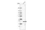 Western blot analysis in human cell line U-2 OS.