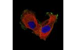 Immunofluorescence staining of EFO-21 cells using the Anti-ITGB8 monoclonal antibody, showing specific staining in the plasma membrane in green. Microtubule- and nuclear probes are visualized in red and blue, respectively (where available).