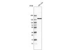 Western blot analysis in human cell line HEK 293.
