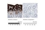 Immunohistochemistry analysis in human stomach and endometrium tissues using AMAb91539 antibody. Corresponding MUC5AC RNA-seq data are presented for the same tissues.