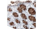 Immunohistochemical staining of human rectum shows strong positivity in mucus in glandular cells.