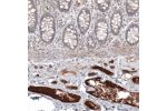 Immunohistochemical staining of human colon shows strong positivity in plasma.