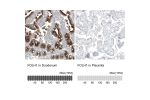 Immunohistochemistry analysis in human duodenum and placenta tissues using AMAb91552 antibody. Corresponding FOLH1 RNA-seq data are presented for the same tissues.