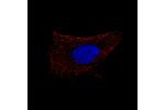 Immunofluorescence staining of U-2 OS cells using the Anti-B3GAT1 monoclonal antibody, showing specific staining in vesicles in green. Microtubule- and nuclear probes are visualized in red and blue, respectively (where available). 