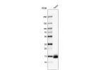 Western blot analysis in human testis tissue.