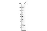 Western blot analysis in human testis tissue.