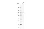 Western blot analysis in human cell line THP-1.