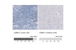 Immunohistochemistry analysis in human lymph node and cerebral cortex tissues using AMAb91650 antibody. Corresponding GZMB RNA-seq data are presented for the same tissues.