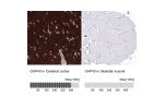 Immunohistochemistry analysis in human cerebral cortex and skeletal muscle tissues using AMAb91665 antibody. Corresponding GAP43 RNA-seq data are presented for the same tissues.