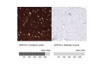 Immunohistochemistry analysis in human cerebral cortex and skeletal muscle tissues using AMAb91666 antibody. Corresponding GAP43 RNA-seq data are presented for the same tissues.