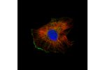 Immunofluorescence staining of U-251 cells using the Anti-IL7 monoclonal antibody, showing specific staining in the plasma membrane in green. Microtubule- and nuclear probes are visualized in red and blue, respectively (where available).
