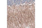 Immunohistochemical staining of human Cerebellum shows strong positivity in neuronal processes in neuropil.