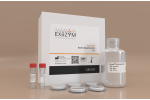 Exazym® Biotin Detection Kit 96