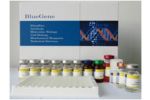 Bovine 1 aminocyclopropane 1 carboxylate synthase like protein 2(ACCSL) ELISA kit
