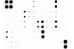 Bovine Interleukin Array (11 targets)