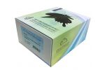 CAPN3 ELISA kit (Bovine)