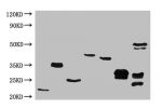 All lanes :Mouse Anti-6*his monoclonal antibody at 1ug/ml<br />
Western blot analysis of 6*his Epitope Tag was performde by loading various amounts of lysates containing different HIS tagged<br />
Recombinant proteins per well onto a 15% Tris-HCL polyacry