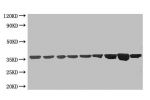 All Lanes:Mouse anti-GAPDH Monoclonal antibody at 1ug/ml<br />
Lane 1:A549 whole cell lysate<br />
Lane 2:HT-29 whole cell lysate<br />
Lane 3:Jurkat whole cell lysate<br />
Lane 4:U251 whole cell lysate<br />
Lane 5:COLO205 whole cell lysate<br />
Lane 6