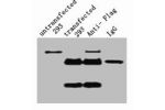 IP antibody use: 5ug Flag Mouse IgG1 per ml Lysate, WB 1:5000  1) untransfected 293 cell lysate  2) transfected 293 cell lysate with Flag-tag fusion protein  3) IP (transfected 293+ normal Mouse IgG+Protein G agarose)  4) IP (transfected 293+anti- Flag mA