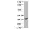 Western blot analysis of 0.2ug GST protein, diluted at 1:5000