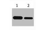 Western blot analysis of Recombinant protein, diluted at  1) 1:5000 2) 1:10000