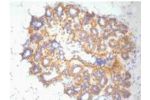 IHC Staining of Human ovary tissue, diluted at 1:200