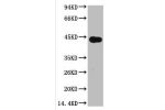 Western blot analysis of Arabidopsis, (Q30) diluted at 1:5000