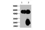 1) Input: Mouse Brain Tissue Lysate  2) IP product: IP dilute 1:200