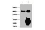 1) Input: Mouse Brain Tissue Lysate  2) IP product: IP dilute 1:200