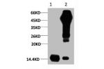 1) Input: Hela Cell Lysate  2) IP product: IP dilute 1:200